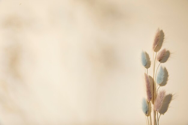 Foto romantische droogbloemen op een effen achtergrond