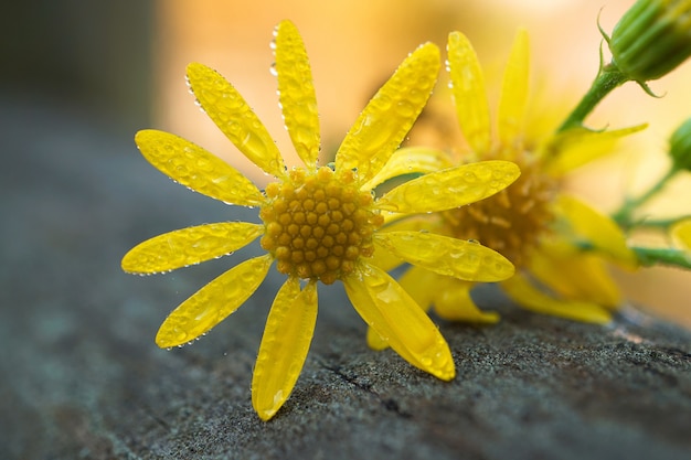 romantische gele bloem in de tuin