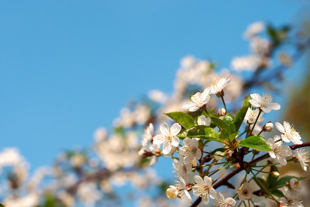 Romantische kersentak met bloemen in bloesem bij duidelijke blauwe hemelachtergrond.