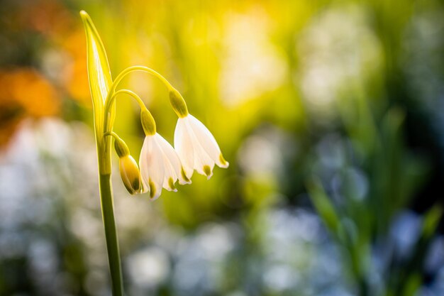 Romantische lentebloemen sneeuwklokje bloemen in de ochtend soft focus perfect voor ansichtkaart