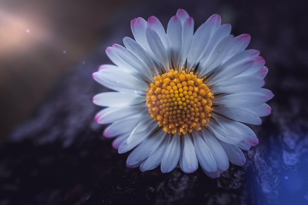 Romantische margrietbloem in de lente