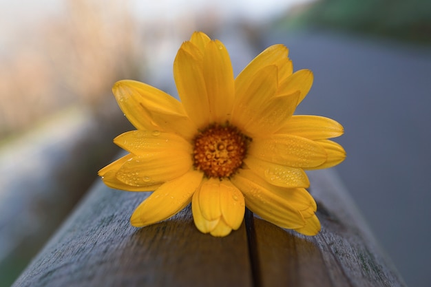 romantische oranje bloem decoratief in de tuin in de natuur