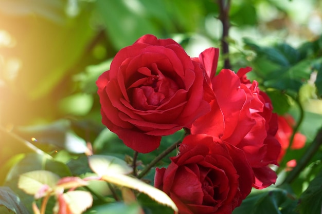 romantische rode roos bloem voor valentijnsdag