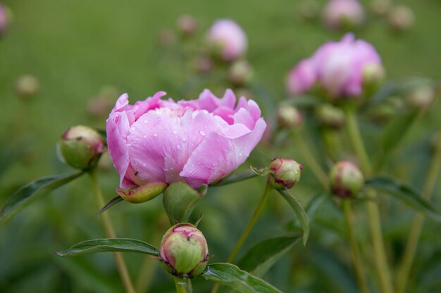 Romantische roze pioenrozen in de lentetuin zonnige dag