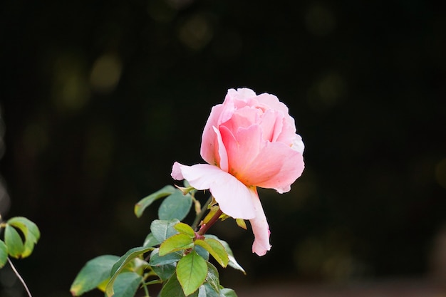 romantische roze roos in de tuin