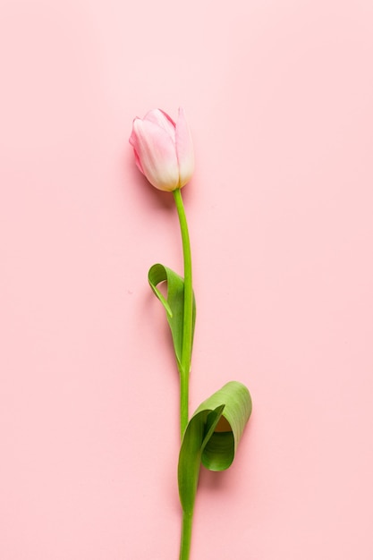 Romantische roze tulp. Minimale lente verticale wenskaart.