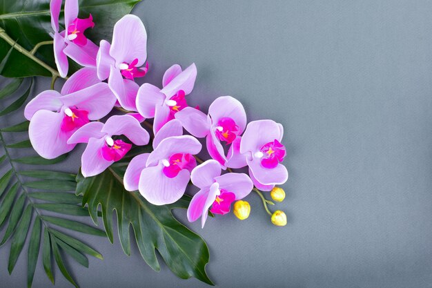 Romantische tak van roze orchidee op grijs