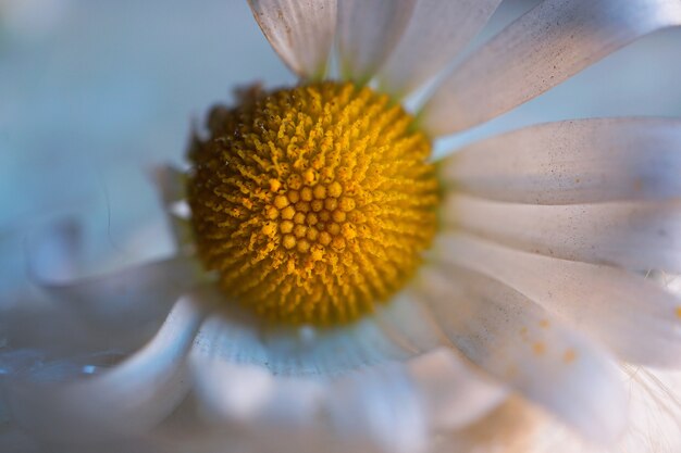 romantische witte decoratieve madeliefjebloembloemblaadjes