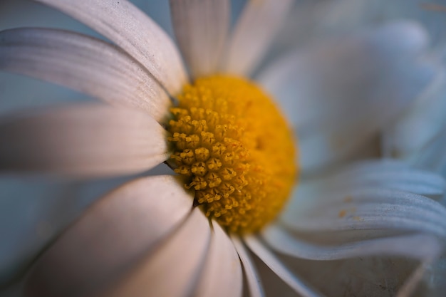 romantische witte decoratieve madeliefjebloembloemblaadjes