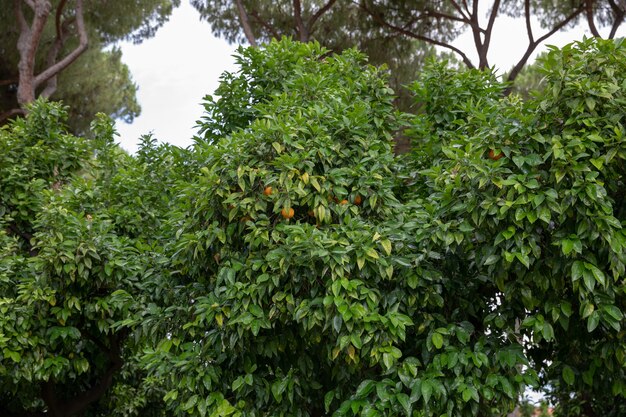 Rome, Italië - 23 juni, 2018: Panoramisch uitzicht op de sinaasappeltuin (Giardino degli Aranci) op de Aventijns-heuvel. Mensen lopen en rusten in het nationale park van Rome. Zomerdag en blauwe lucht