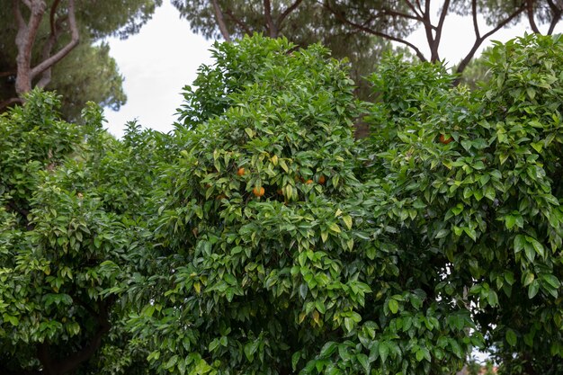 Рим, Италия - 23 июня 2018: Панорамный вид на Апельсиновый сад (Джардино дельи Аранчи) на холме Авентино. Люди гуляют и отдыхают в национальном парке Рима. Летний день и голубое небо