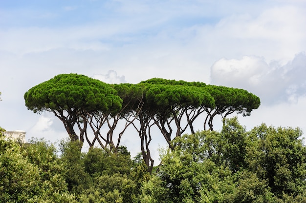 Rome park view with typical umbrella pine trees