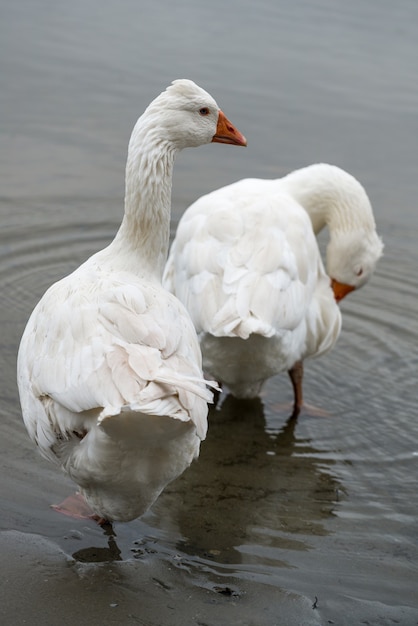 Romeinse kuifganzen in de Donaudelta