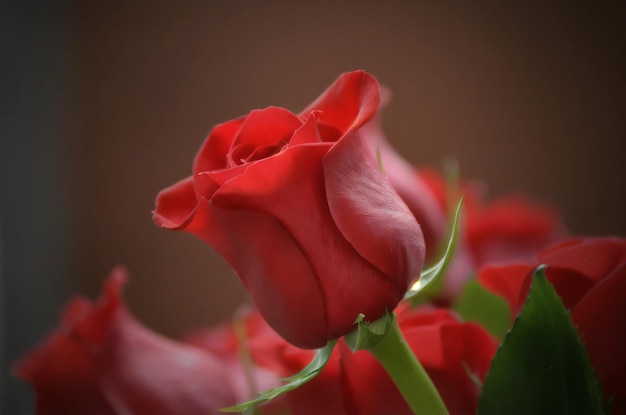 Romentic red rose with the blury background