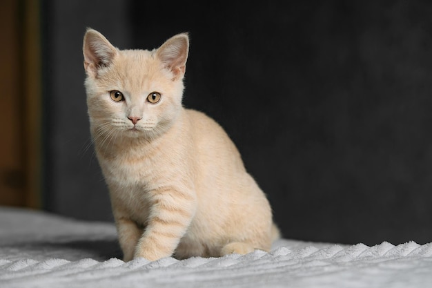 Romige mooie britse kitten zit op het bed en kijkt naar de camera