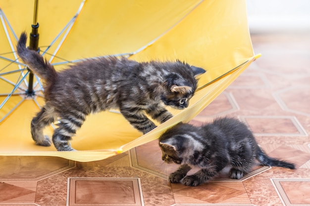 Foto rond de paraplu worden twee kleine gestreepte kittens gespeeld. een kitten met een paraplu