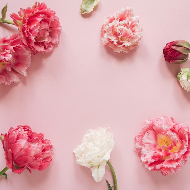 Rond frame gemaakt van mooie roze en witte pioenroos tulp bloemen op roze. Plat lag, bovenaanzicht