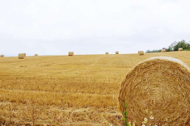 Ronde balen stro op landbouwgrond tegen een blauwe bewolkte hemel. Gemaaid veld na het oogsten van tarwe.