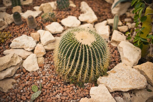 Ronde cactus