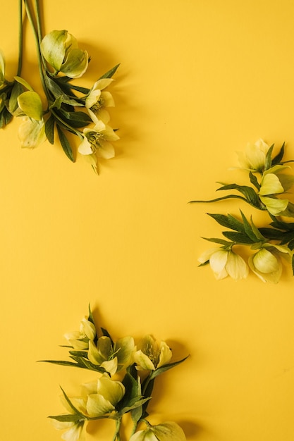 Ronde frame krans gemaakt van gele Nieskruid bloemen op geel