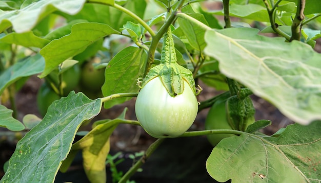 Ronde groene aubergine groenteboom in de tuin