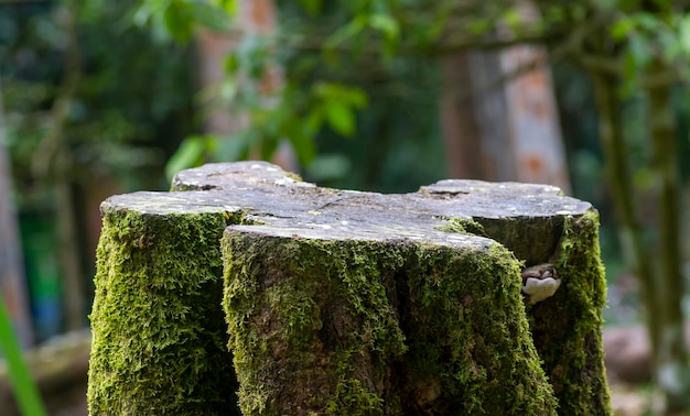 Ronde houten snijvorm met groen mos voor productweergave met natuurlijke onscherpe achtergrond