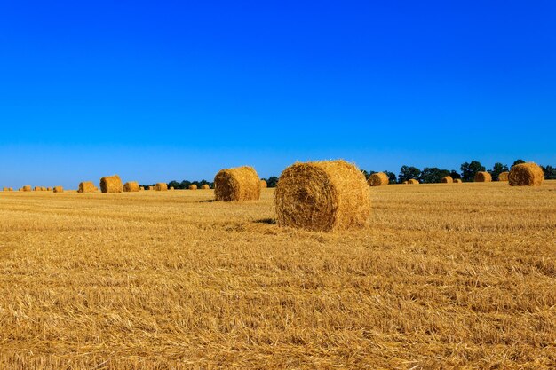 Foto ronde strobalen op een veld na de graanoogst