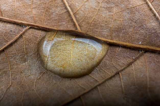 Ronde waterdruppel in close-up op een bladachtergrond