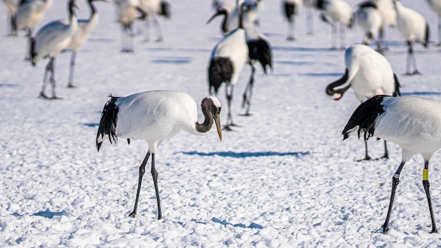 Rood-bekroonde kraan in de winter