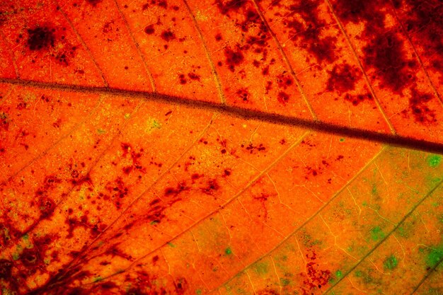 Rood blad in de herfst Abstracte kunst Macrofotografie