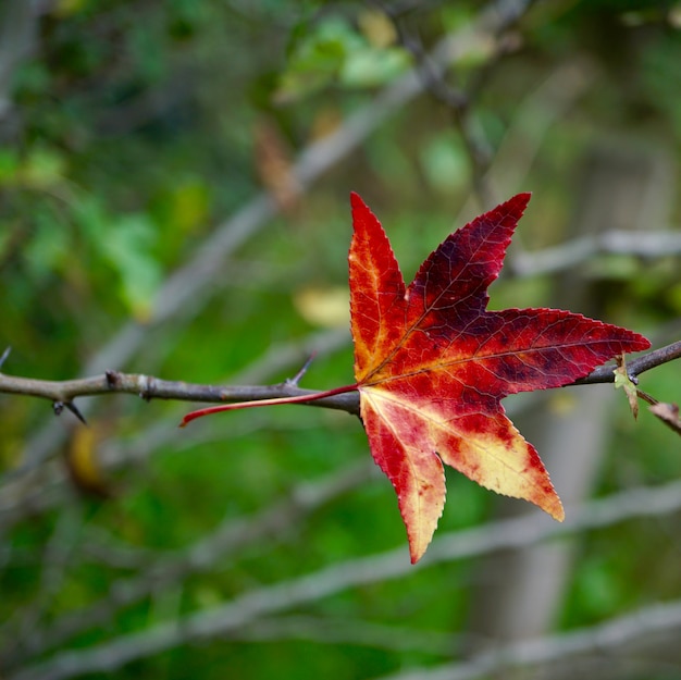 rood blad met herfstkleuren in de herfstseizoen