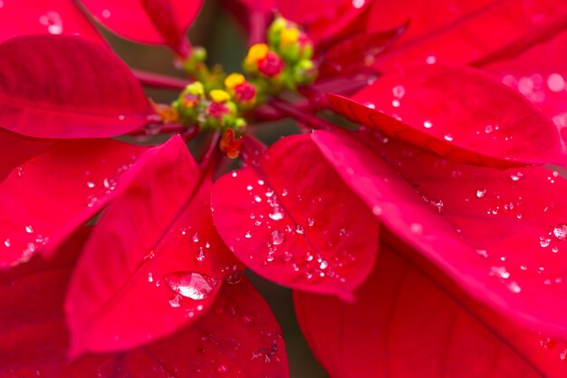 Rood blad van Kerstmisinstallatie.