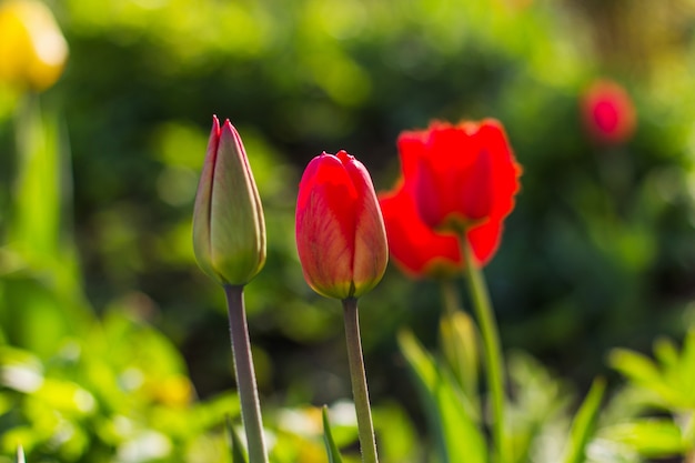 Rood bloeiende tulpen in de stralen van zonlicht