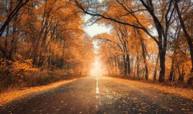 Rood bos in mist met landweg bij zonsondergang in de herfst in Oekraïne Kleurrijk landschap met weg in tunnel van mistige bomen oranje bladeren in de herfst Herfstkleuren Bossen met levendig gebladerte en zonlicht
