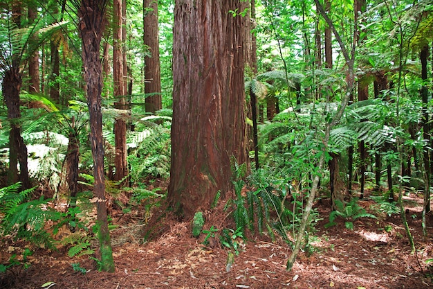 Rood bos in Rotorua, Nieuw Zeeland