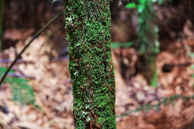 Rood bos in Rotorua, Nieuw Zeeland