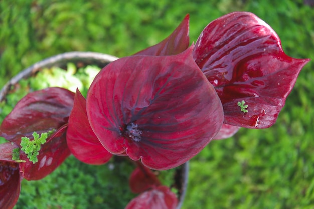 Rood caladium hybride blad met levendige bordeauxrode kleur