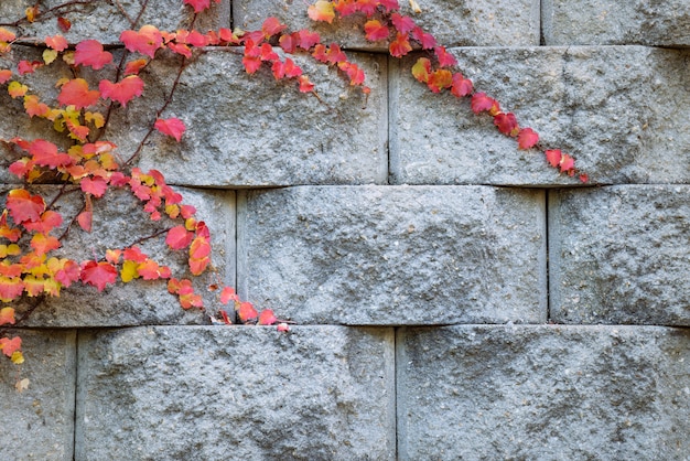 Rood de herfstblad op steenbakstenen muur.