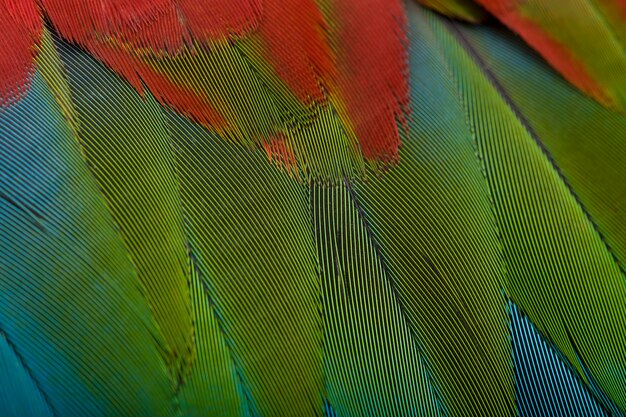 Rood-en-groene ara, close-up op veren