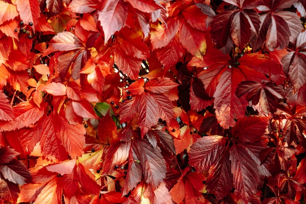 Rood en Oranje Autumn Leaves Background over een muur