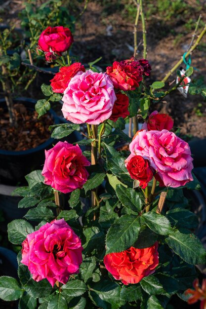 Foto rood en roze roze bloem bloeien in rozentuin op groene natuur achtergrond rood en rozen bloemen valentijnsdag concept