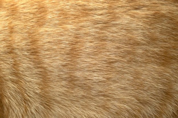 Rood en wit kattenhaar close-up