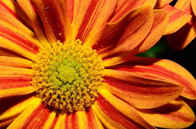 Rood geel bloemdetail