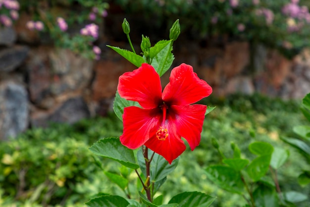 Rood gekleurde bloem wetenschappelijke naam Hibiscus rosasinensis