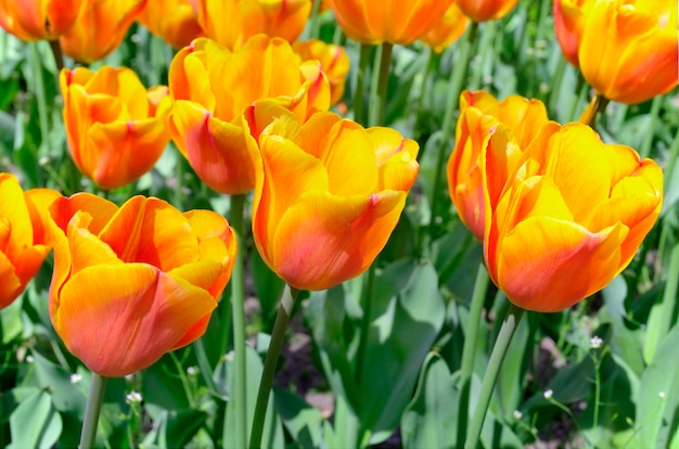 Rood - gele tulpen