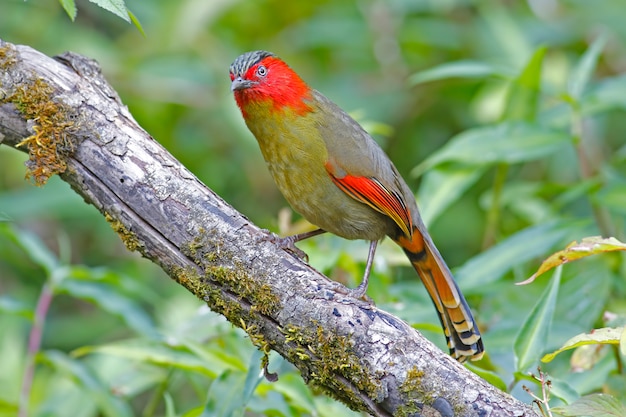 Rood gezicht Liocichla Liocichla phoenicea Prachtige vogels van Thailand