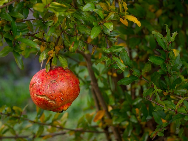 Rood granaatappelfruit Punica granatum op een tak met herfstgeel blad op een eiland in Griekenland