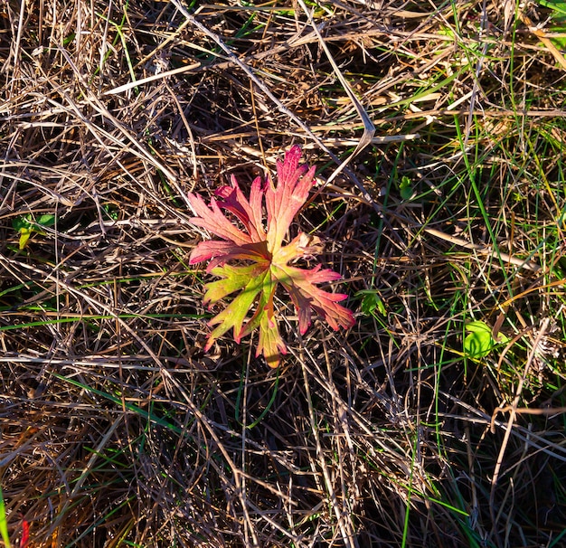rood grasblad in de herfst