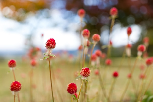 Rood grasveld