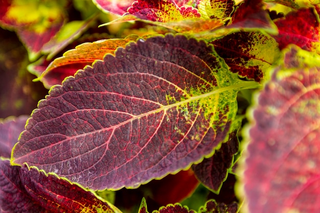 Foto rood-groen blad